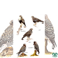 گونه سارگپه پرپا Rough-legged Buzzard